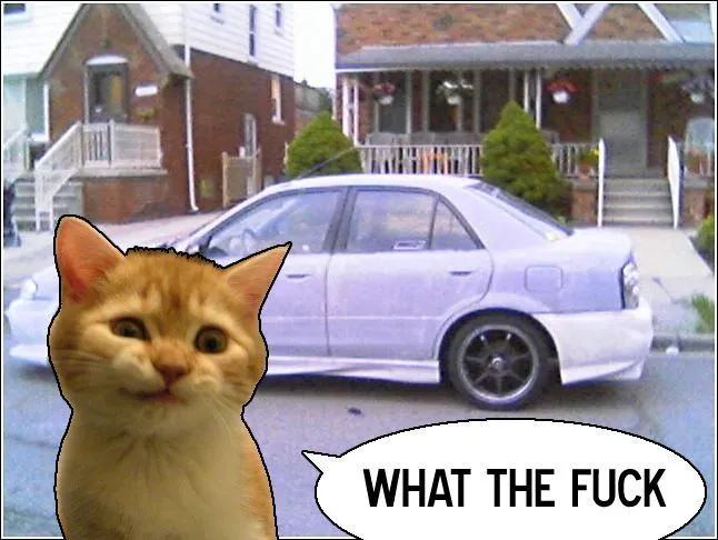 wtfkitty.webp