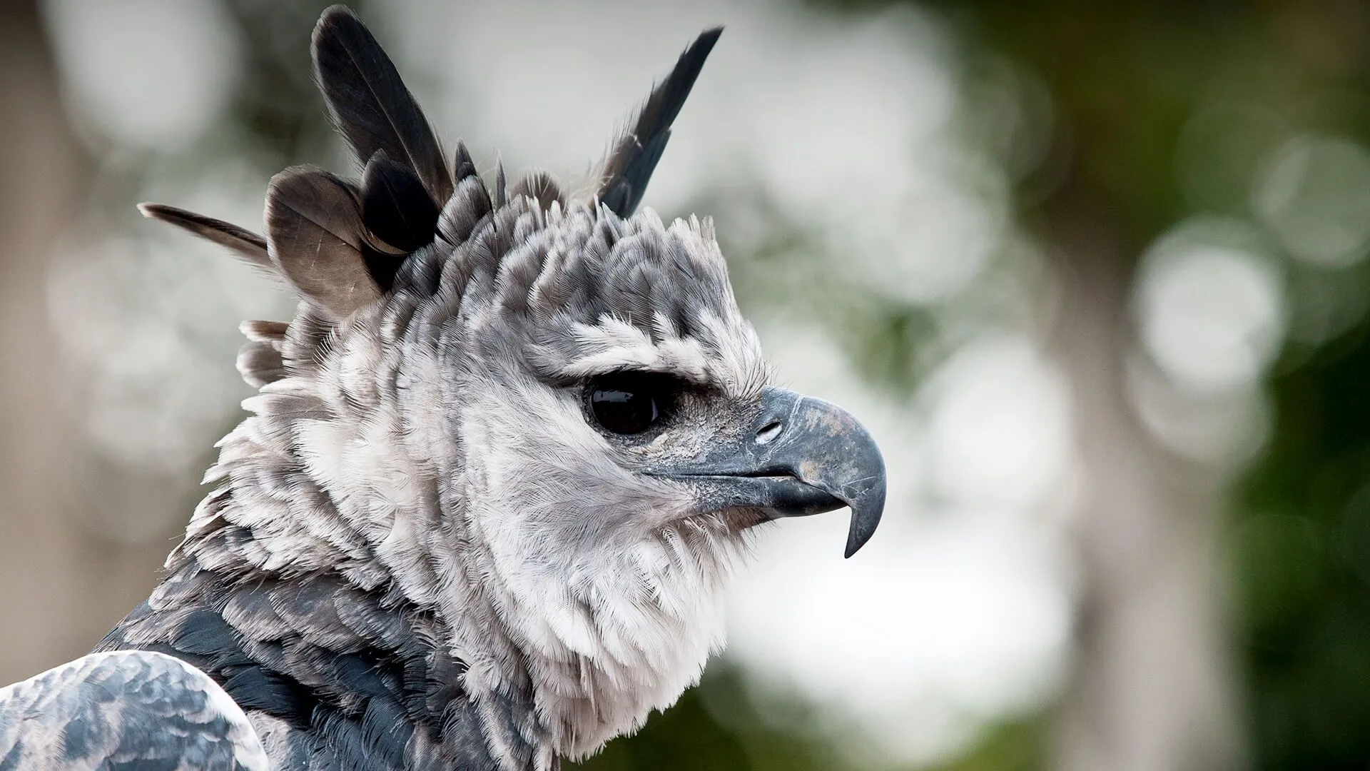 animals_hero_harpy_eagle.webp