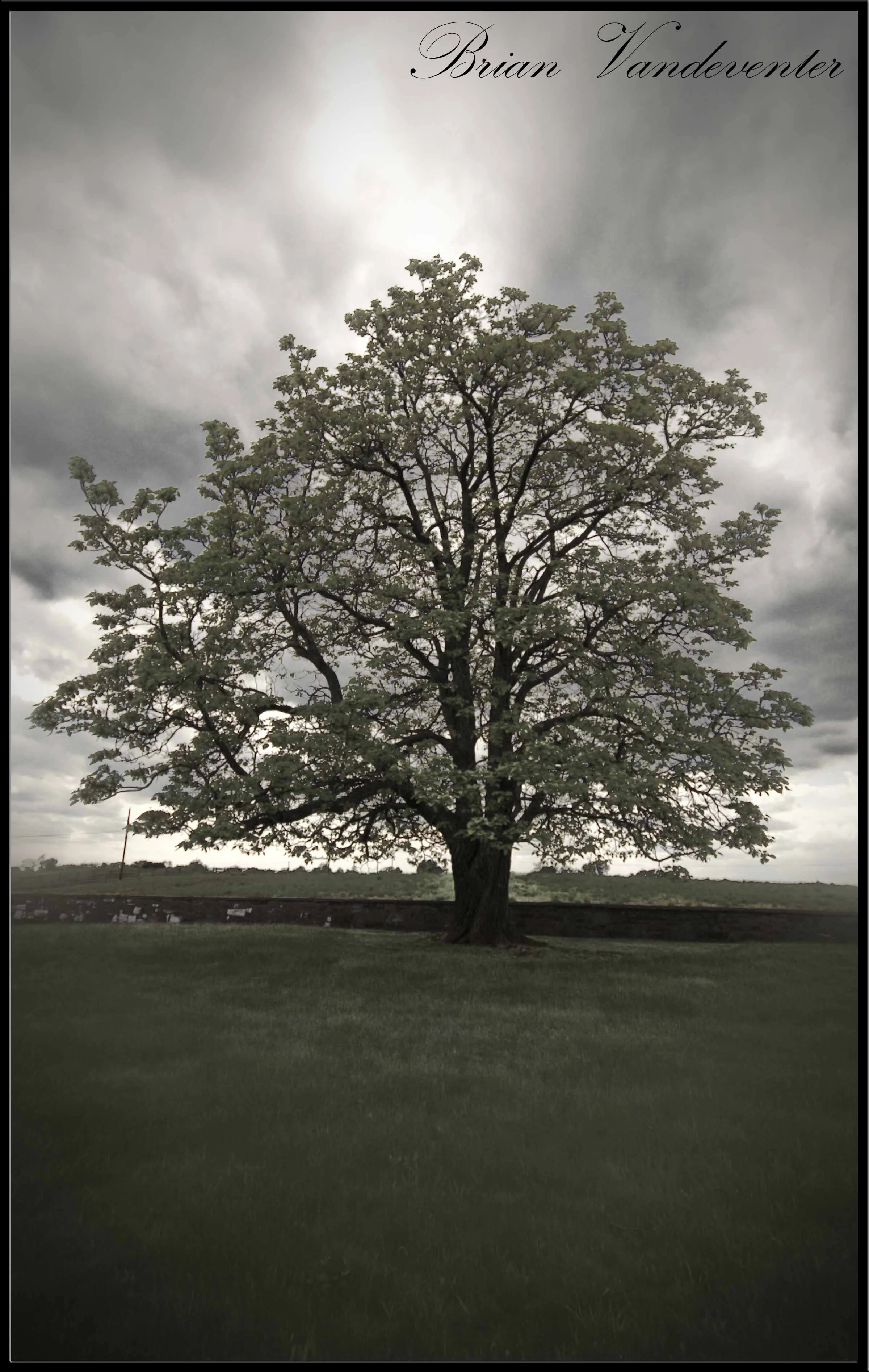 Antietam Cemetary Tree 2.webp