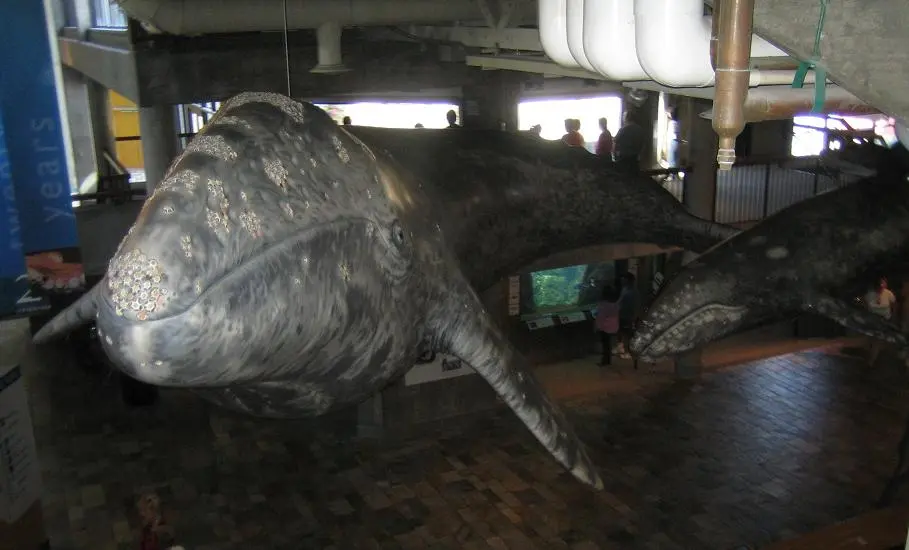 Aquarium of the Pacific 3.webp