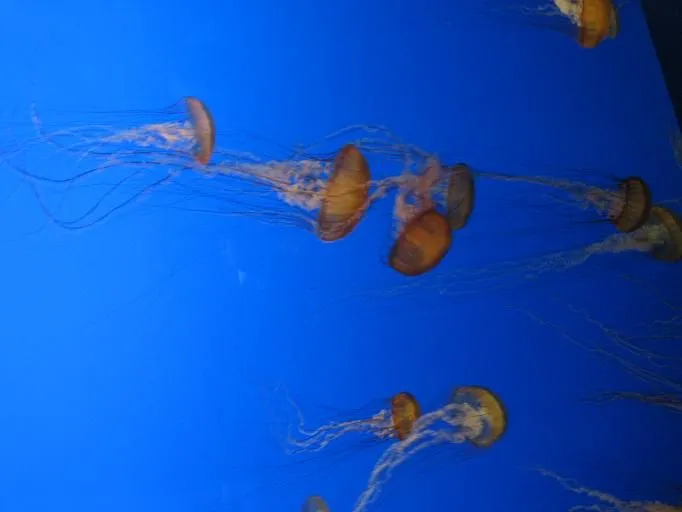 Aquarium of the Pacific 46.webp