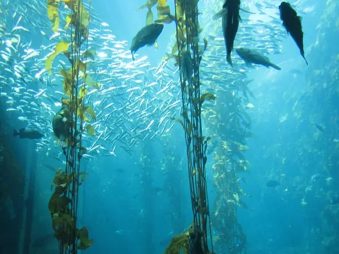 Aquarium of the Pacific 6.webp
