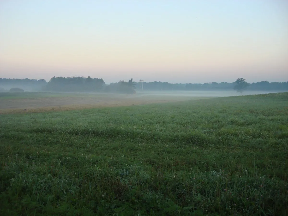 back yard.jpg