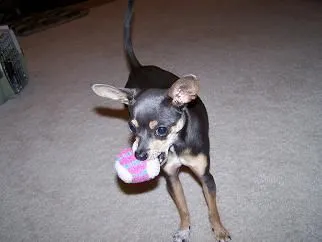 ball.jpg