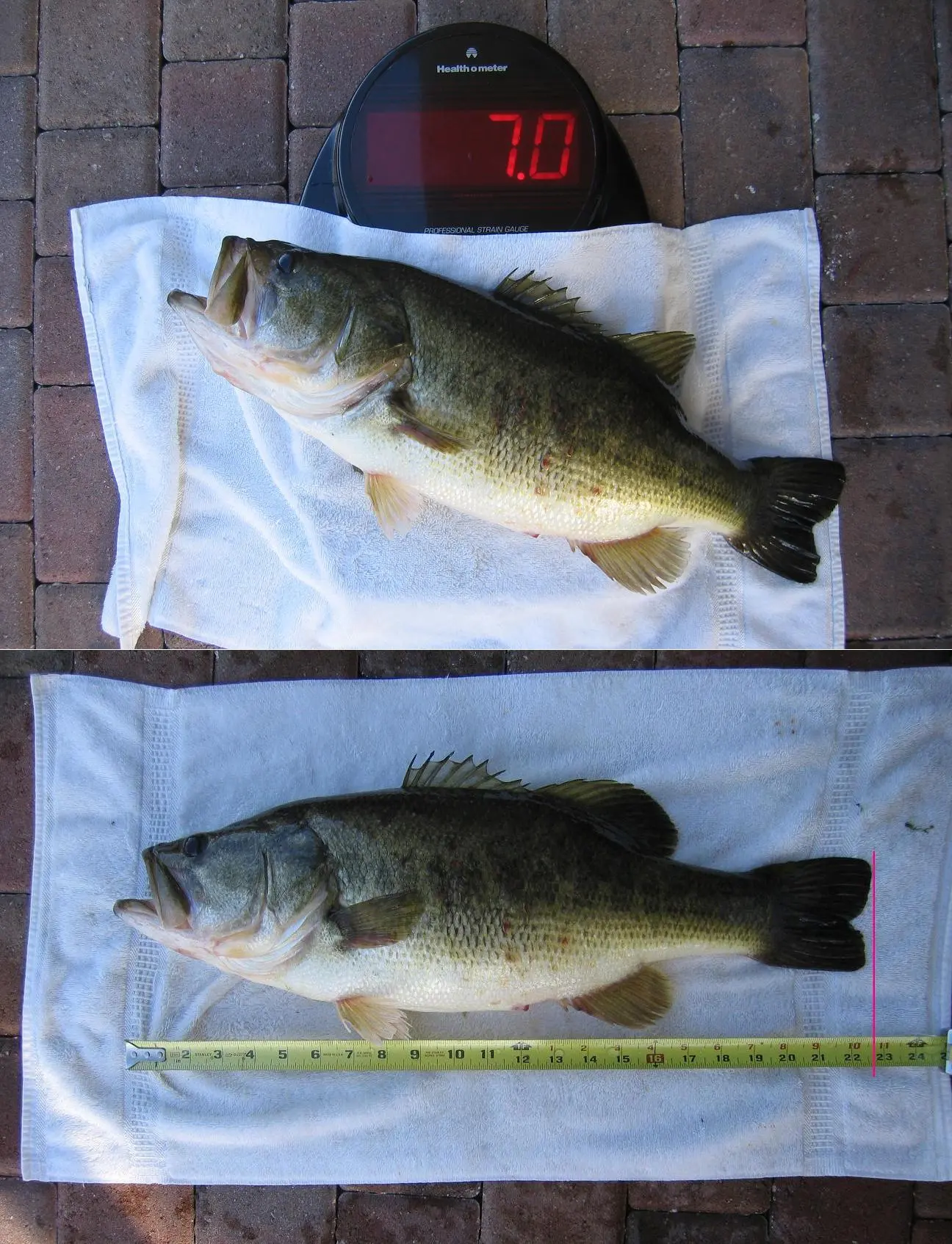 Bass7lbs23''_0.webp