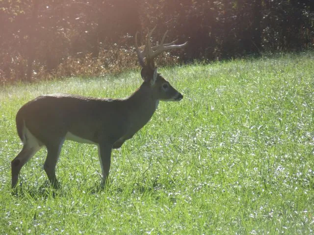 Buck from deck.webp