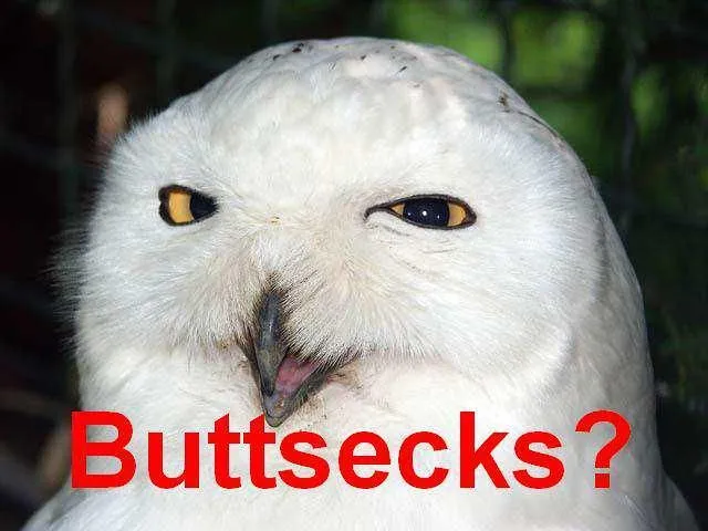 buttsecks owl.JPG