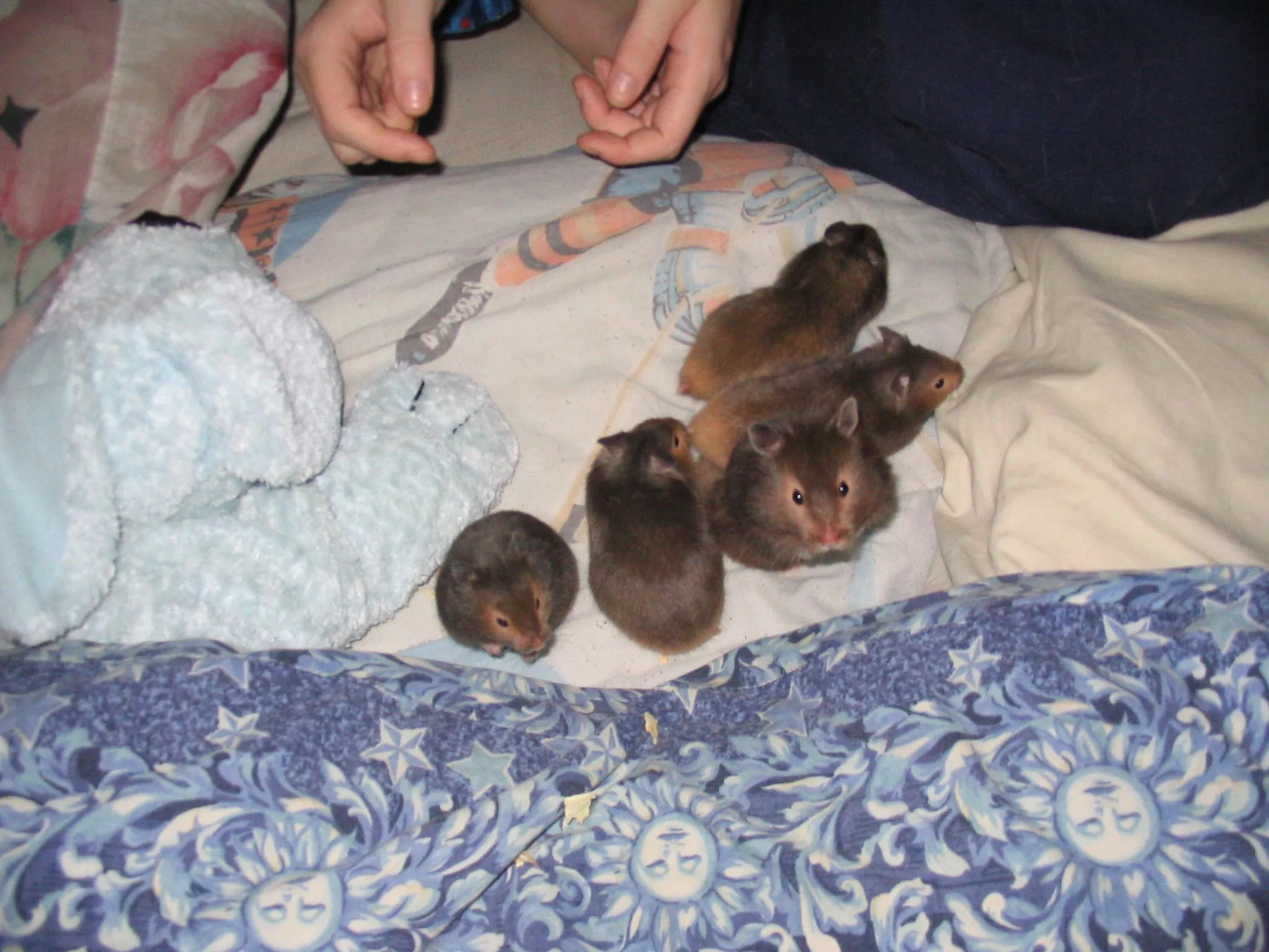 Captured 2004-1-4 00003.webp