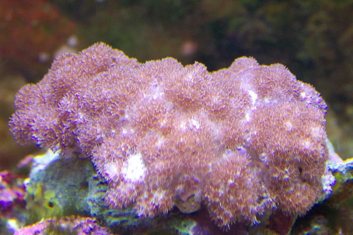 Carpet leather coral.webp