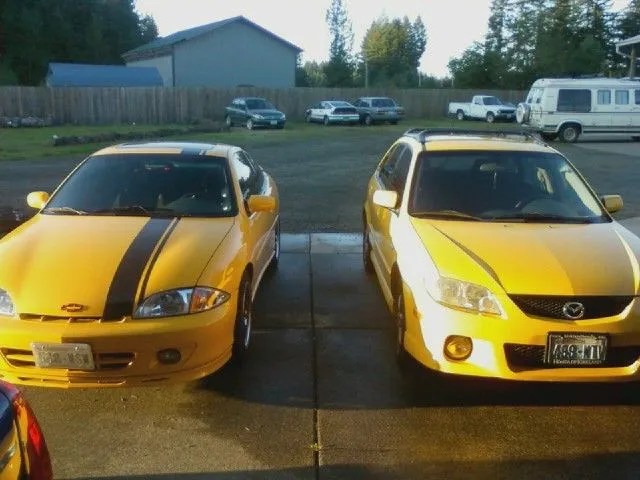 cavalier stripes.jpg