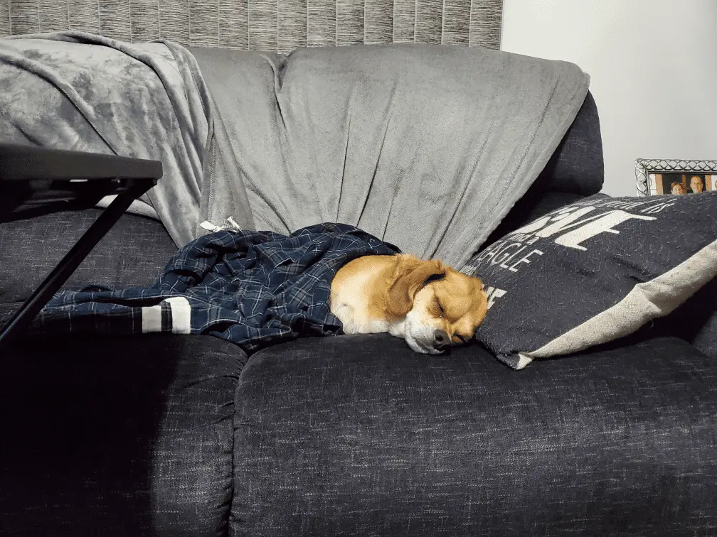 Charlie - Sleeping.webp