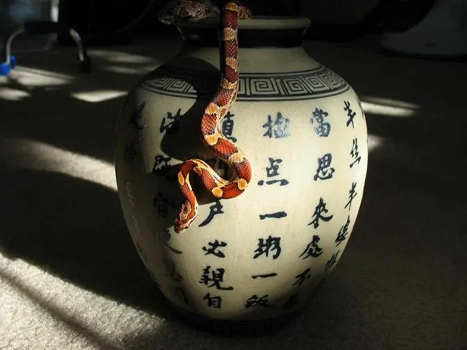 clinton hanging.webp