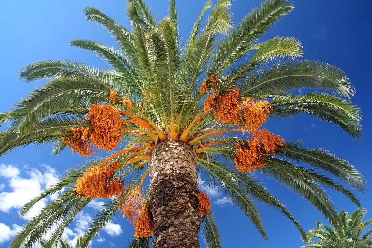 Date-palm.webp
