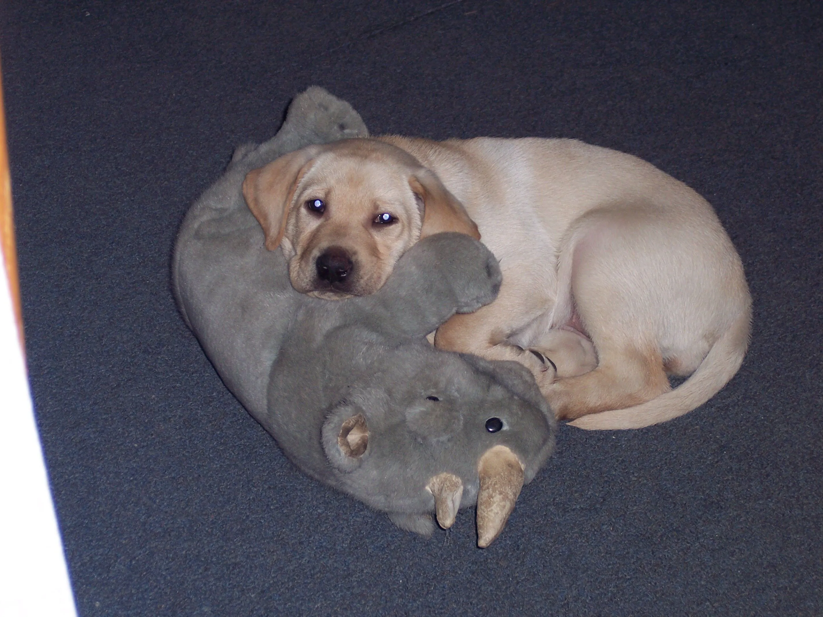 dog 012.jpg
