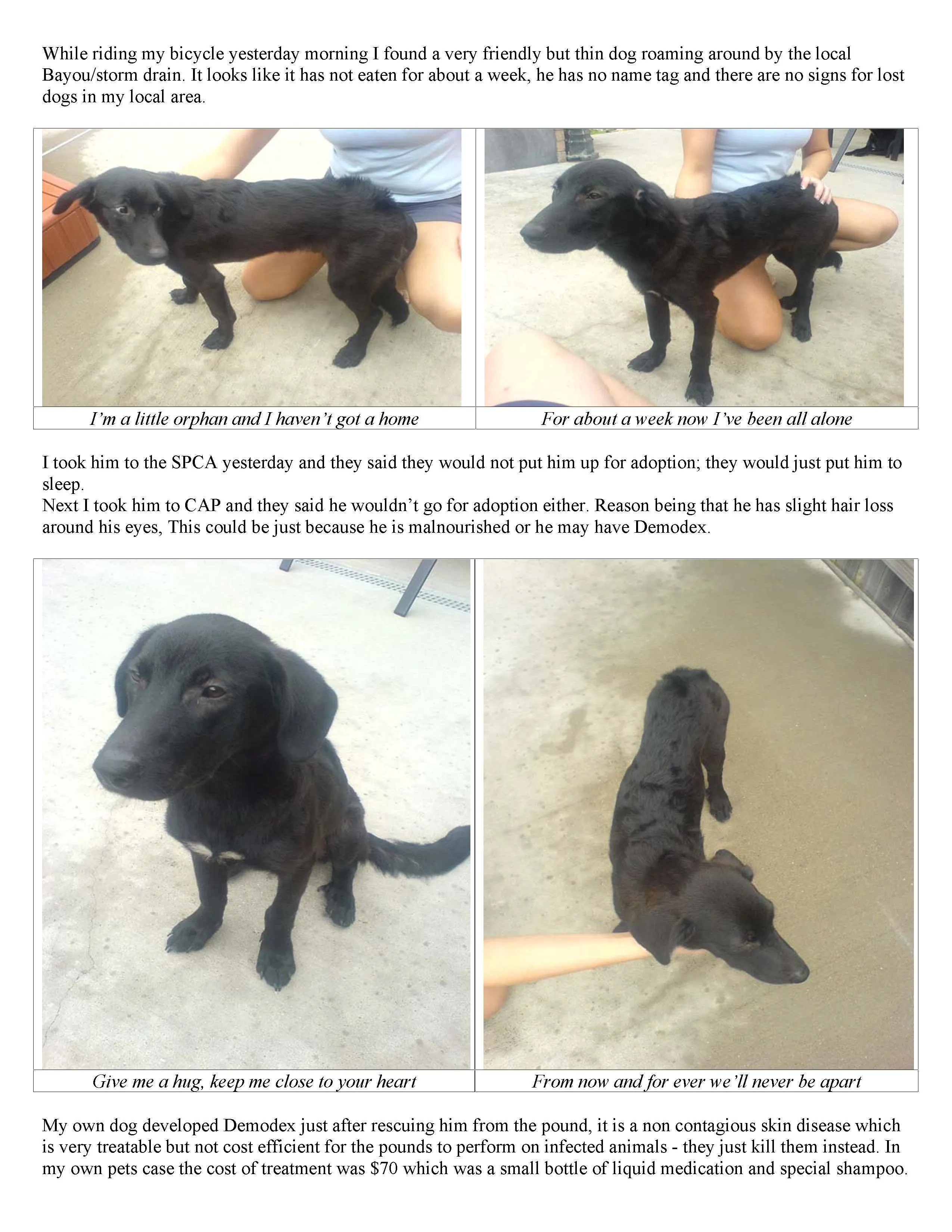 Dog currently between homes.webp