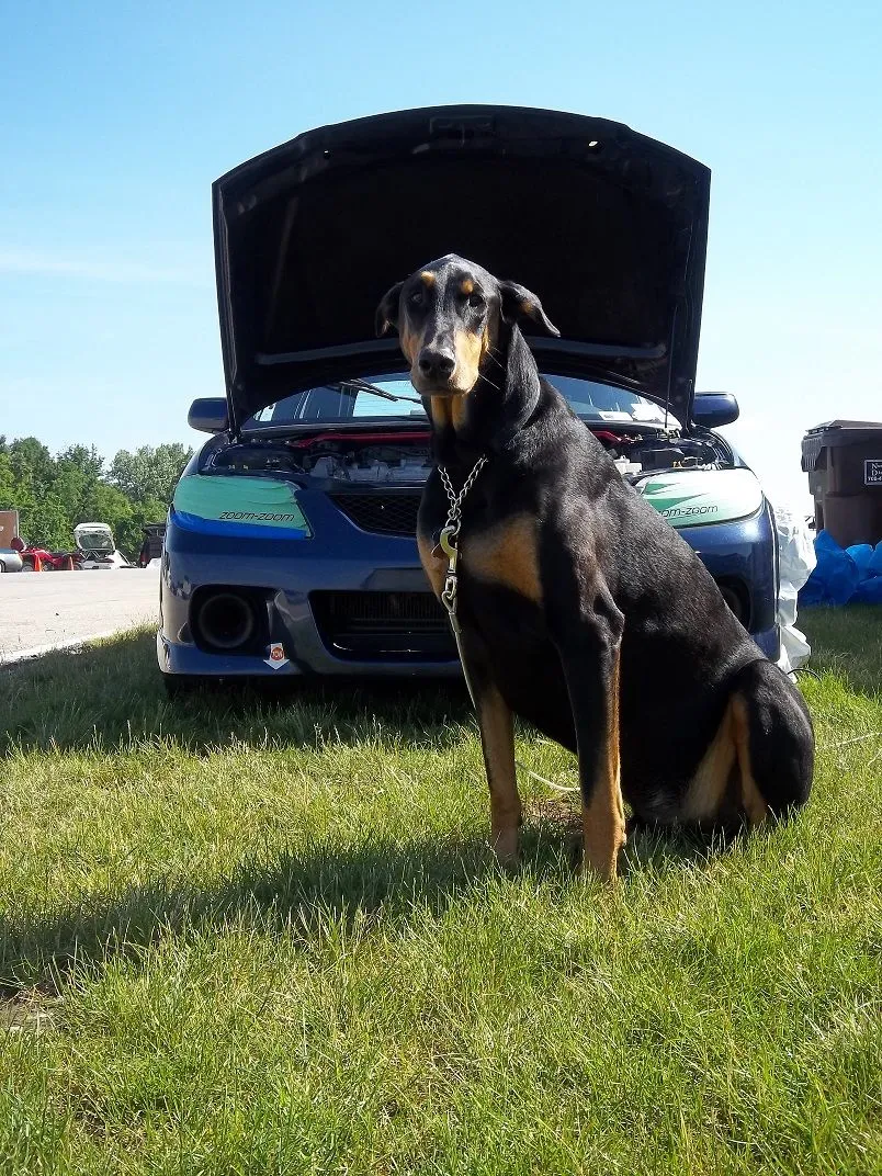 dog.JPG