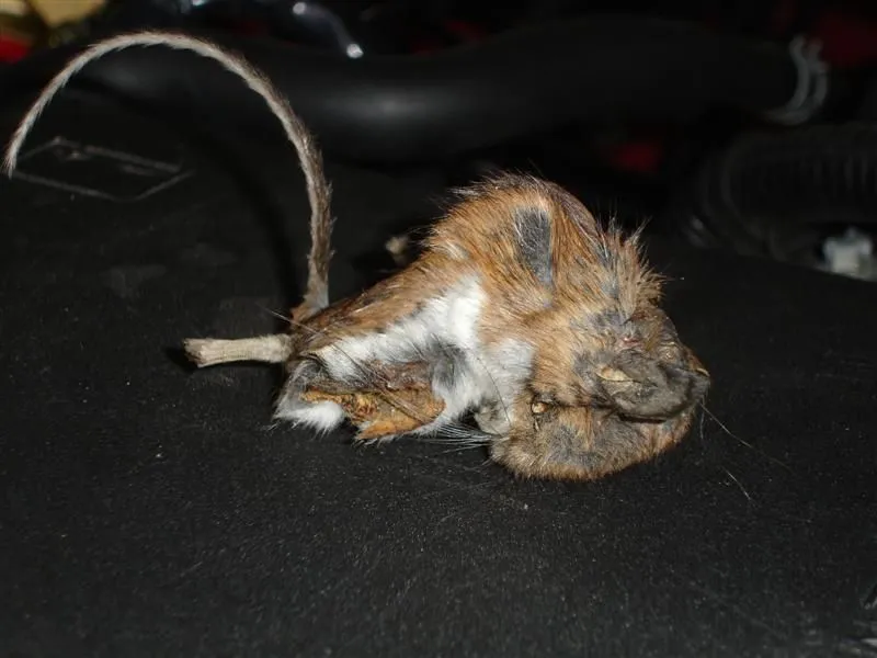 DSC03120 (Medium).webp