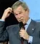 dumbbush.webp