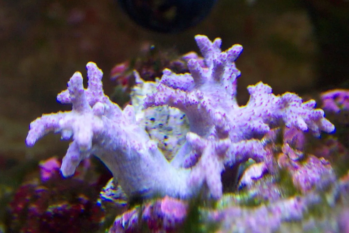 finger leather coral 2.webp