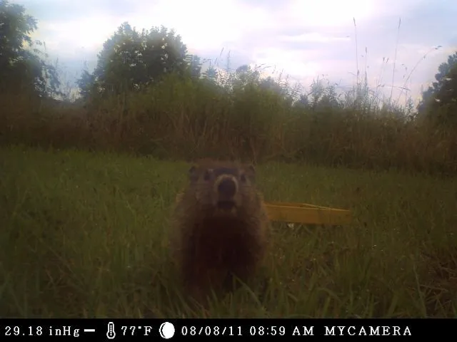 Groundhog in camera_reduced.webp