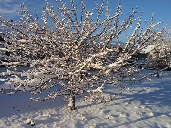 House Snow Front Tree.JPG