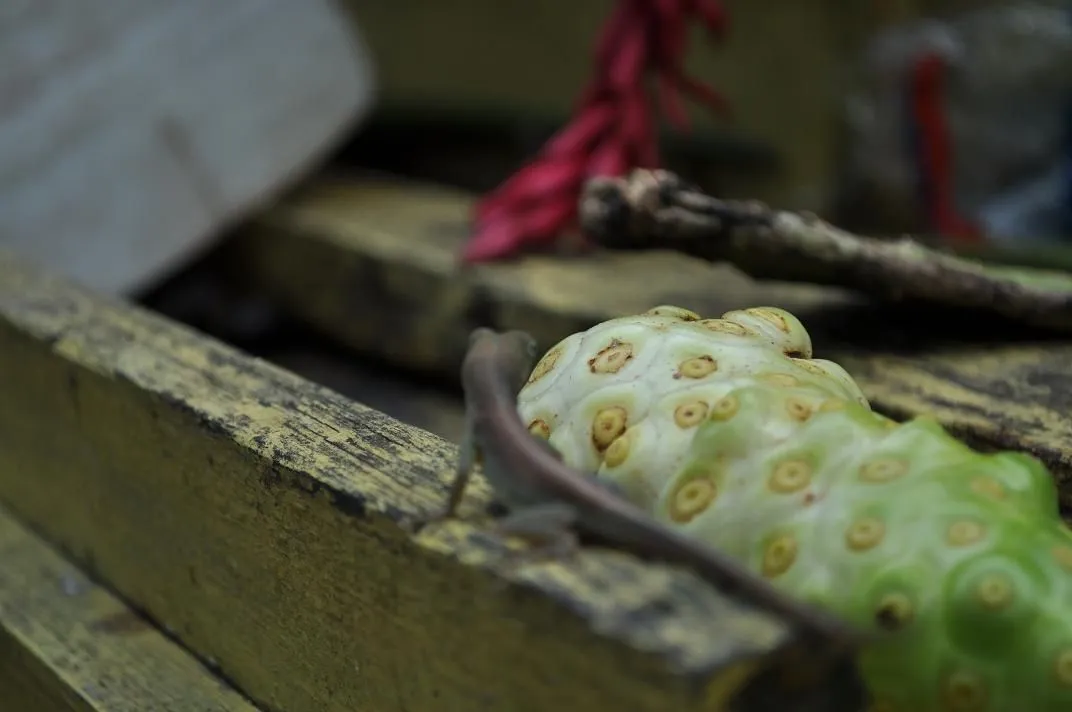 JAMAICA3 317edit.webp