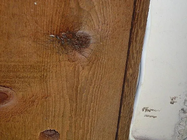 JPG Daddy Convention 2.webp