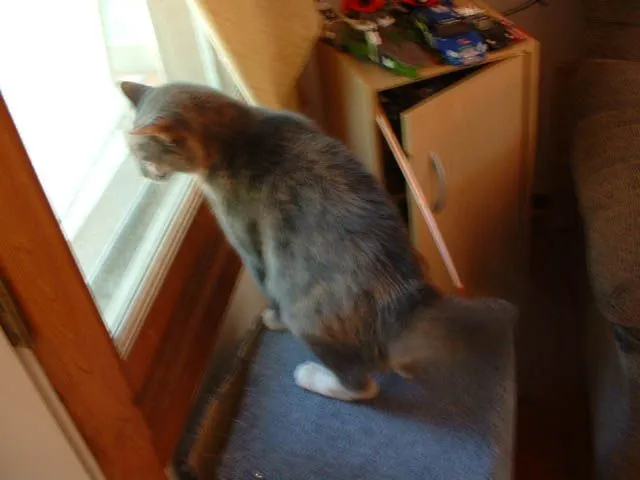 JPG KC Cat Fight Puff.webp