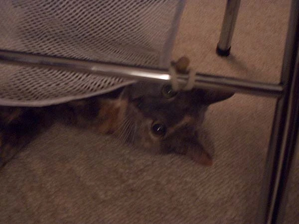 JPG KC Laundry Spaz.webp