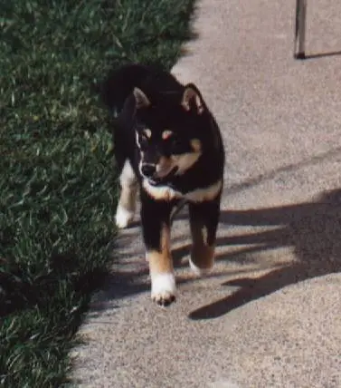 kimi running 18wks.webp