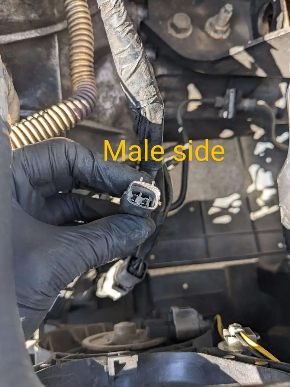 Male.jpg