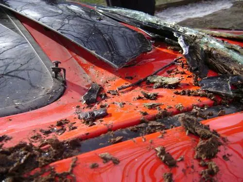 Mazda3TreeDamage4.jpg