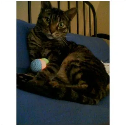 meow2.jpg