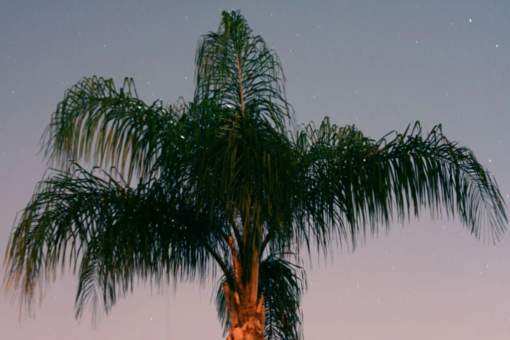 palm at night 3 copy.webp