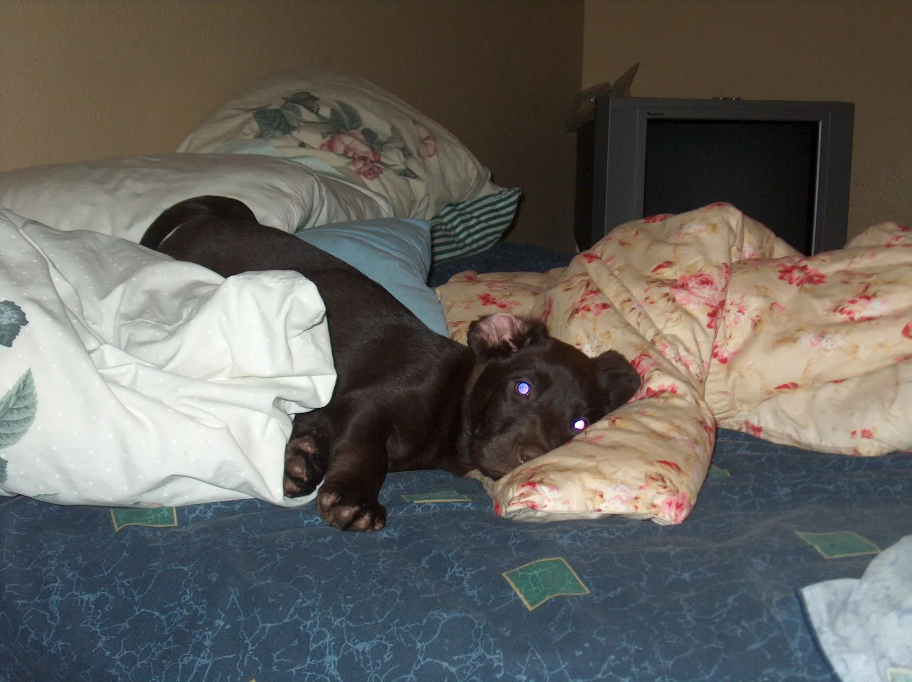 Puppy resize 10.webp