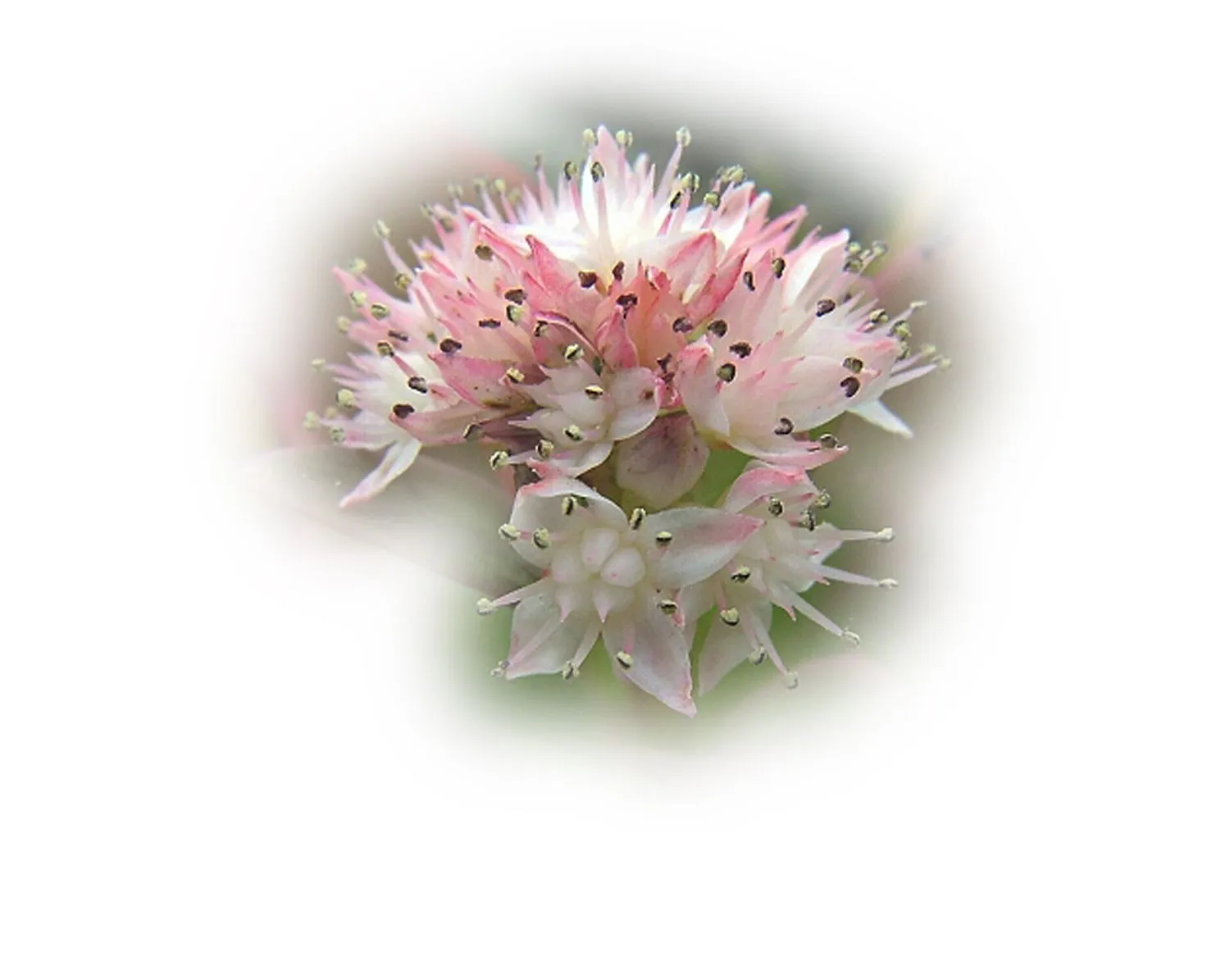 rockbegonia4 copy.webp