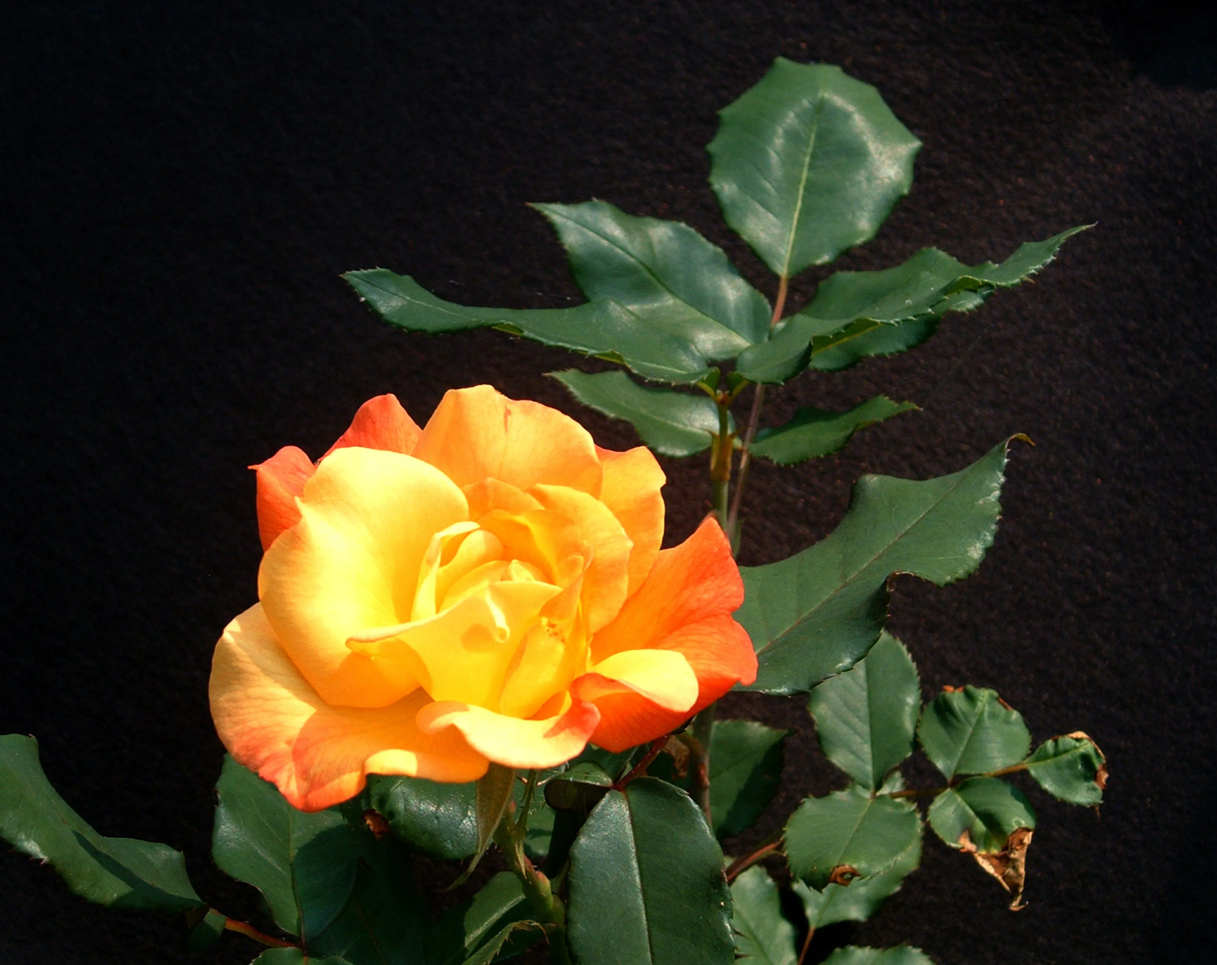 Rose01a.webp