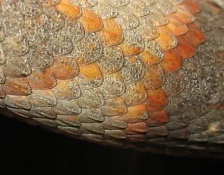 sigb scales close.webp