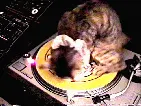 spinningkitty.webp