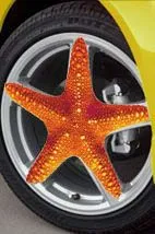 starhart.jpg