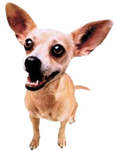 taco_bell_chihuahua.webp