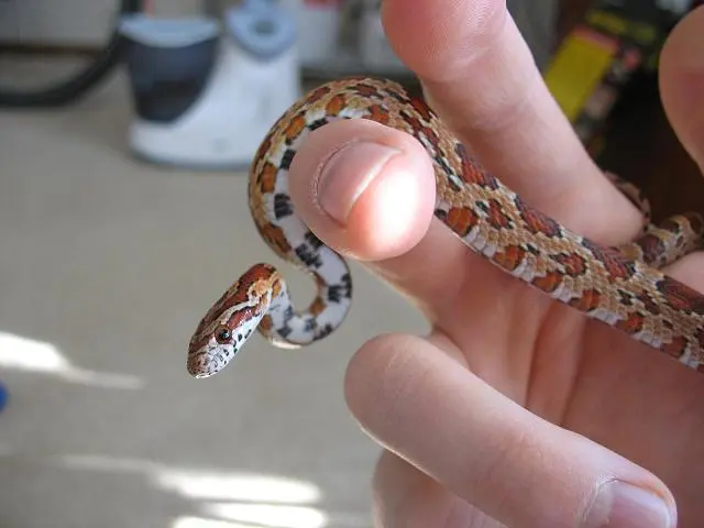 underside clinton.webp