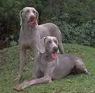 Weimaraner.webp