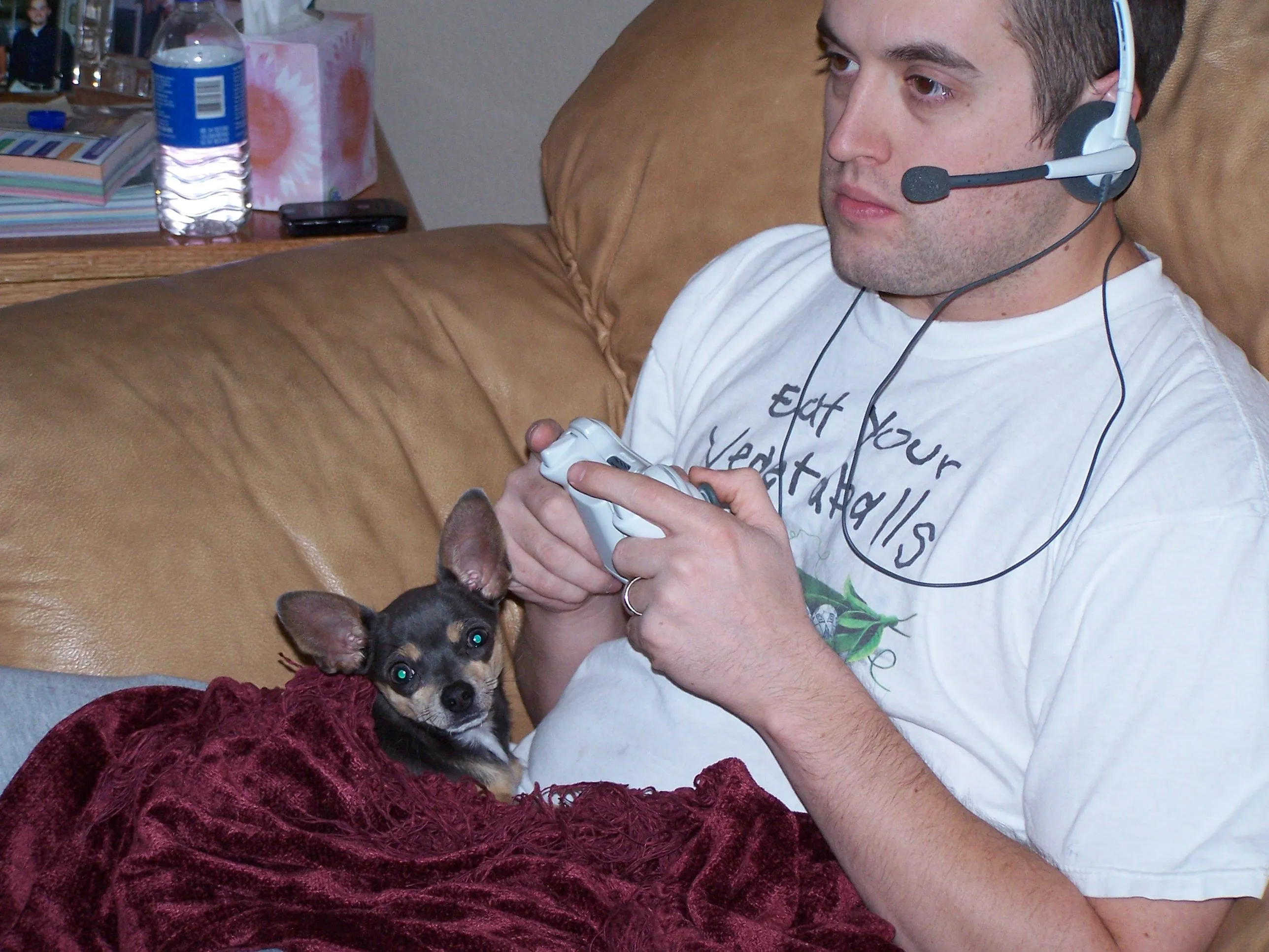 wife's lapdog.jpg