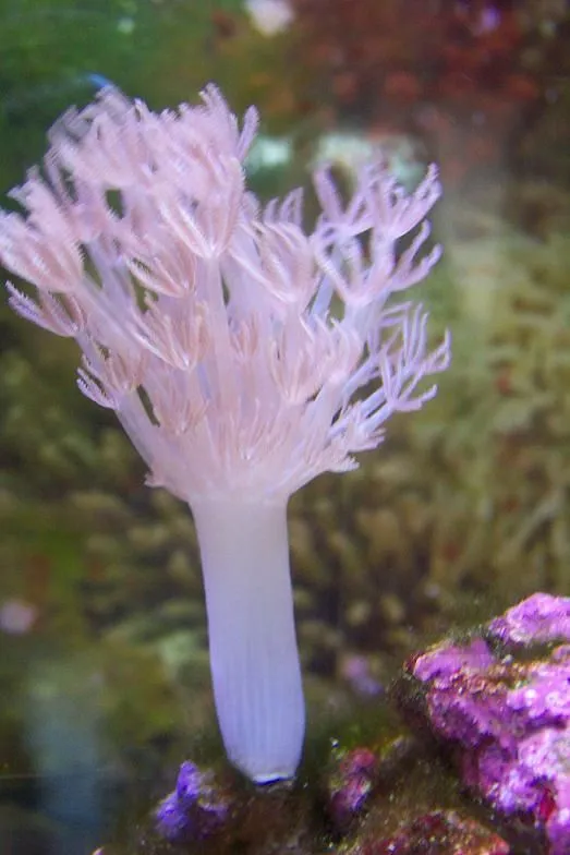 Xenia (pulsing coral).webp