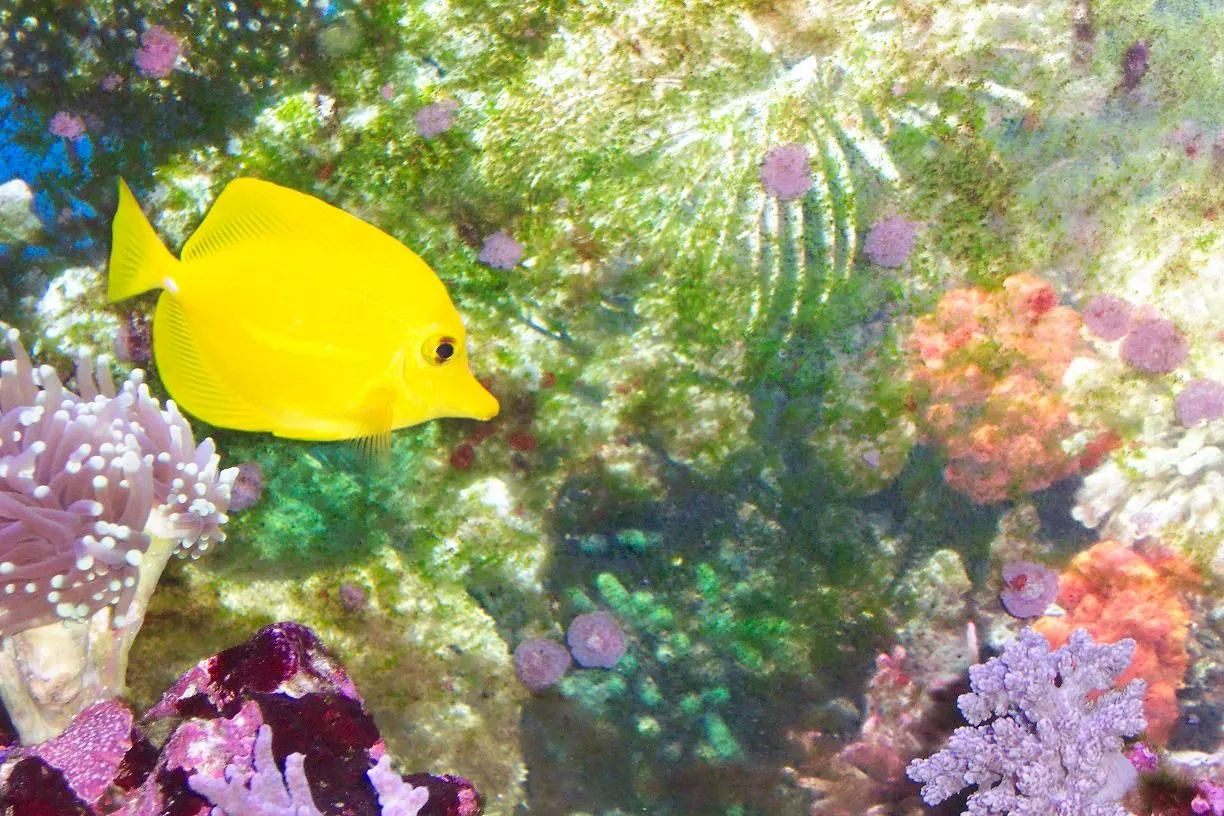 Yellow tang.webp