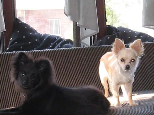 zeke & jezebell.webp