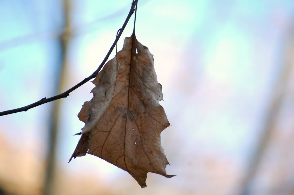 DSC_1922.jpg