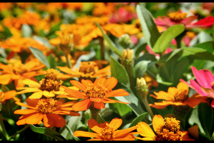 PoolOrangeFlowers.jpg