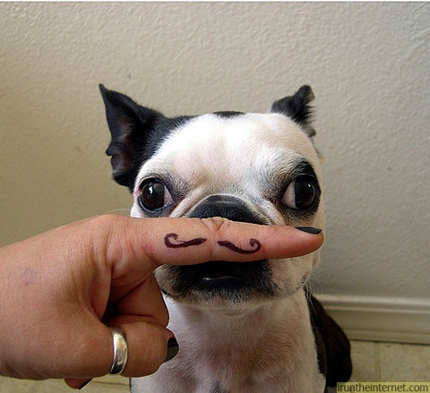dog-finger-moustache-serious-muzzy-1261099160f.jpg